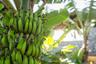 Your Very Own Banana Trees