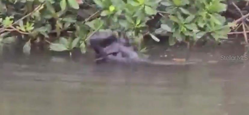Manatees in the canal