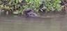 Manatees in the canal