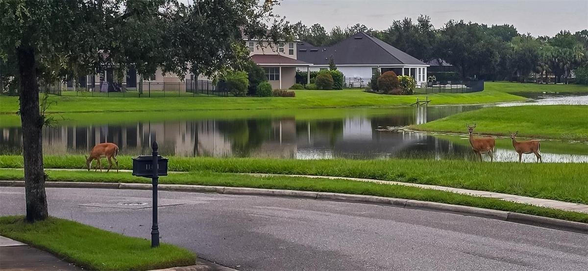 Enjoy peaceful moments with the local wildlife
