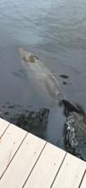 Dolphin in the lagoon