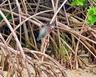Green heron
