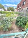 View of community garden
