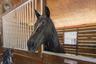 Barn Stall Horse
