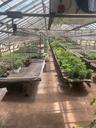 Greenhouse 1