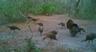 game cam pics
