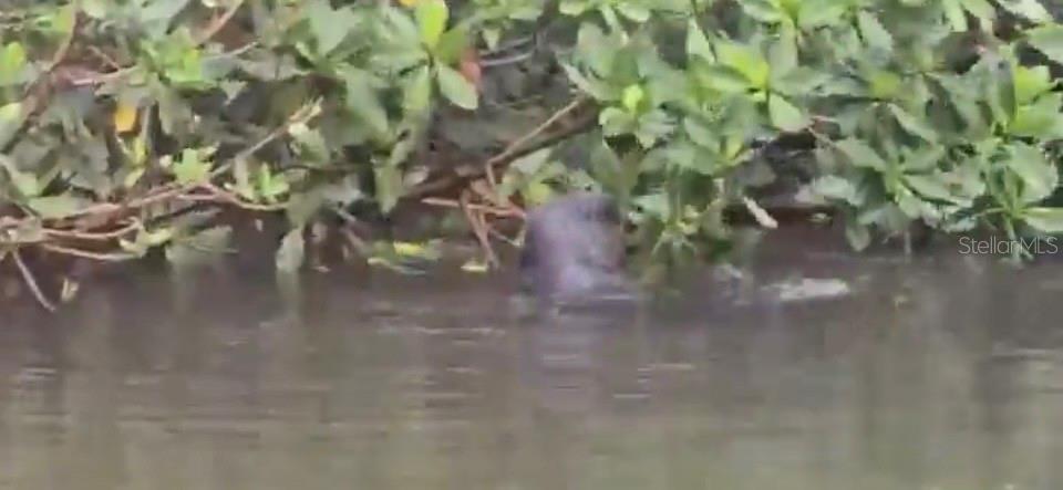 Manatees in the canal