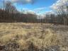 View of local wilderness