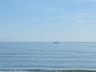 Shrimp Boats and Calm Seas