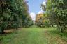 Mango Grove