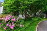 Flowering Shrubs at Entrance