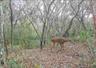 game cam pics