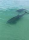 Dolphins in front of Sanseair