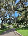 Mature Oak tree canopy in the neighborhood