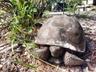 Gopher Tortoise.