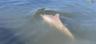 Dolphin in the lagoon