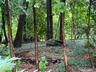 Side Yard