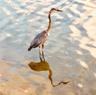 Marine wildlife