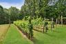 View of Vines in Back Yard
