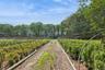 View of yard with a vegetable garden