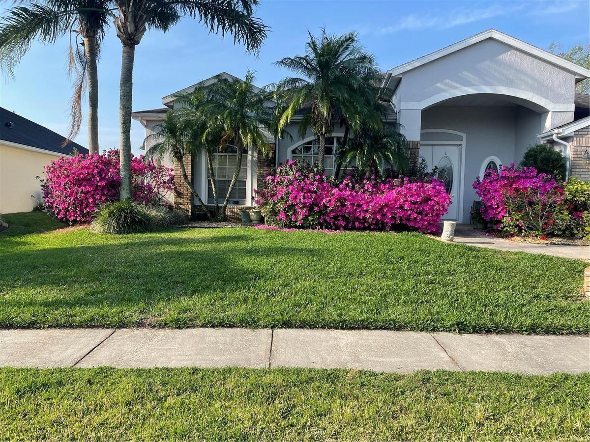 Azaleas that bloom each spring!