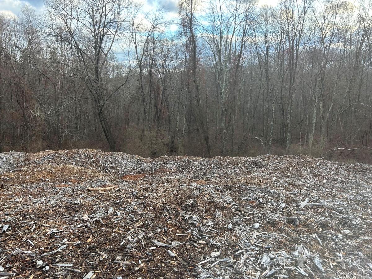 View of local wilderness