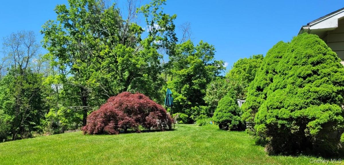 Expansive lawn area featuring a mature red Japanese maple and manicured evergreen shrubbery