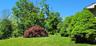 Expansive lawn area featuring a mature red Japanese maple and manicured evergreen shrubbery