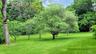 Expansive green lawn with mature trees and verdant foliage