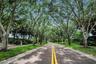 Tree canopy in Lansbrook