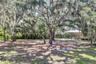 Mature trees