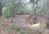 game cam pics