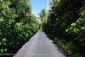 The entrance road to Ocean Towers is Grace Trail and a lovely street to walk.