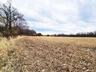 Corn Field