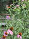 Perennial Garden