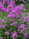 Perennial Garden