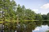 Water view featuring a forest
