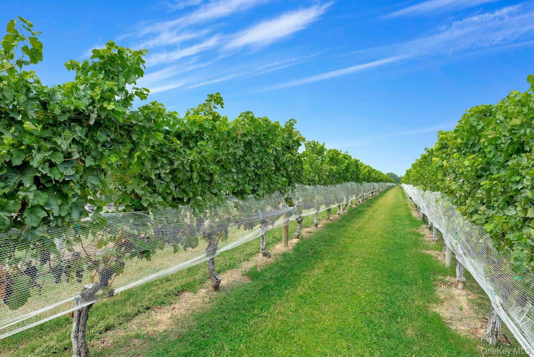 Vines