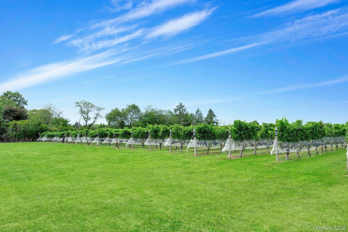 Vines