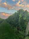 Vineyard