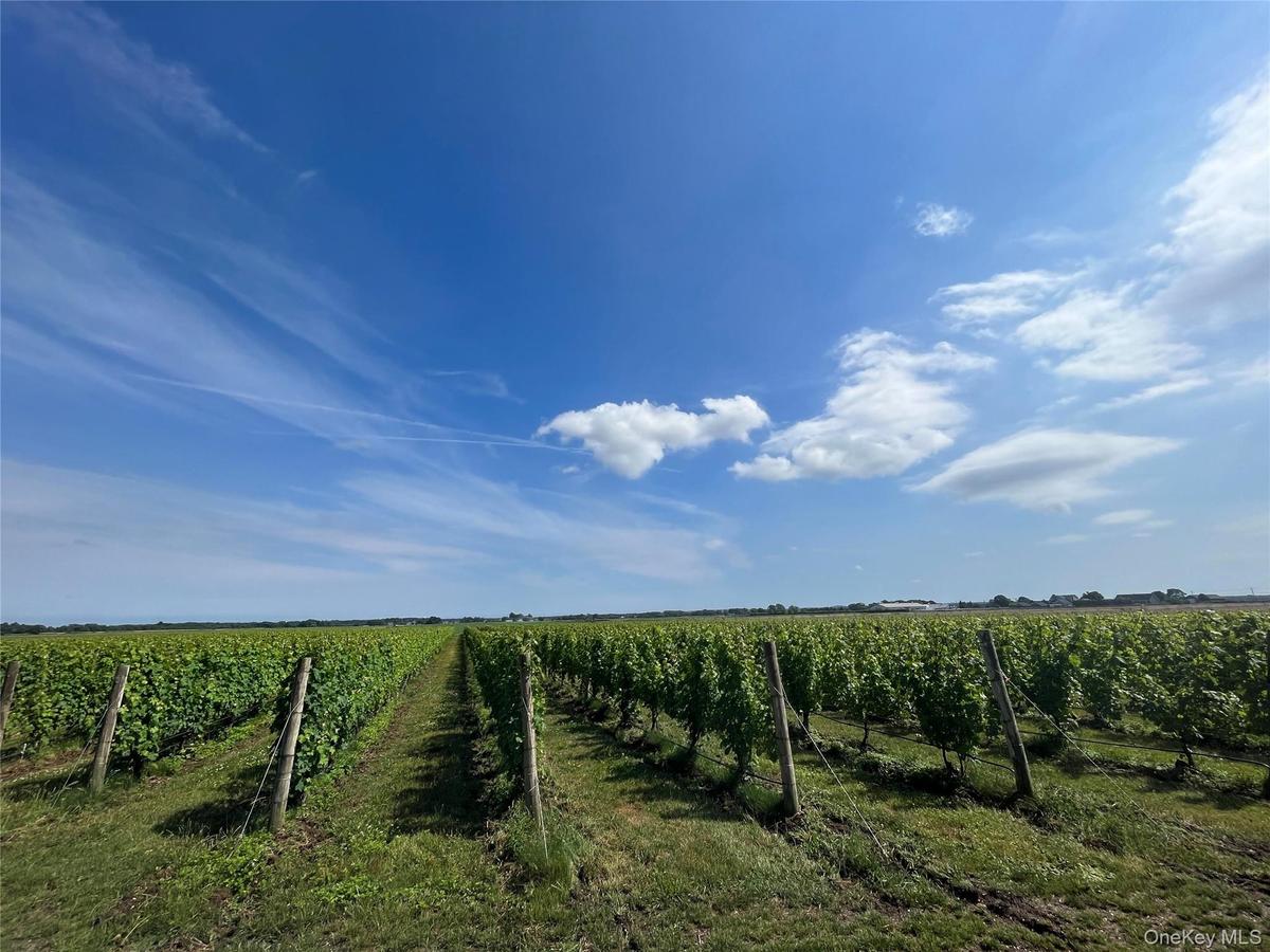 View of landscape featuring a vineyard