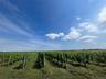 View of landscape featuring a vineyard