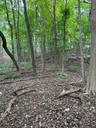 trees