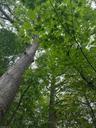 mature trees