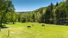 Horse pasture