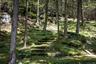 View of nature, woodland stone pathways