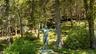 Magical woodland paths