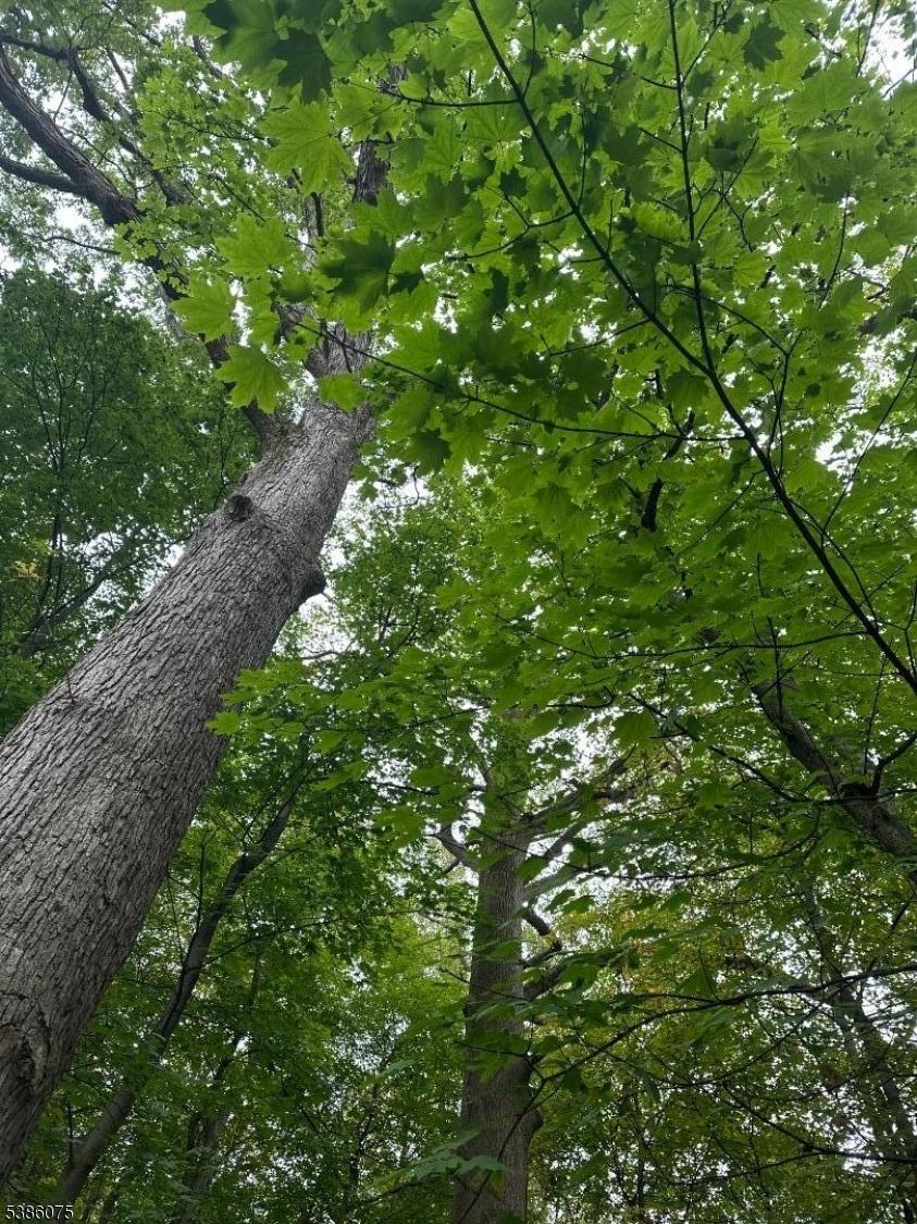 mature trees