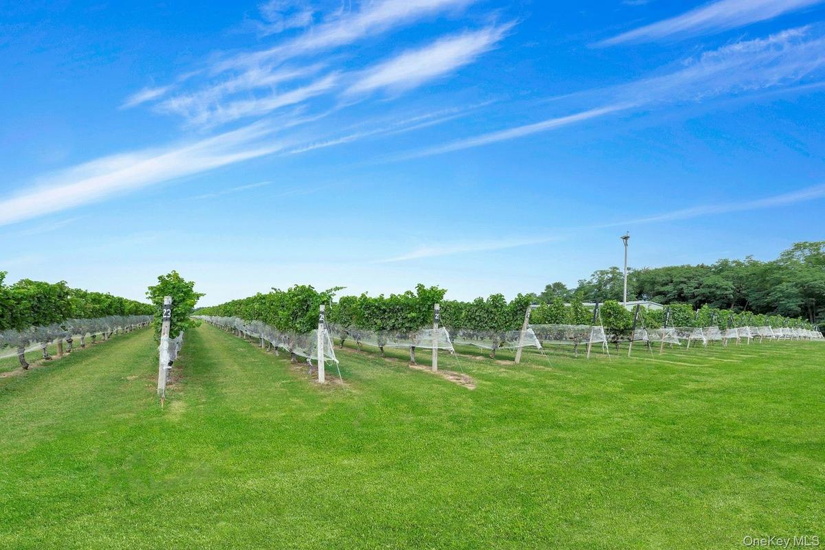 Vines