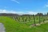 Mature Vines 35 Years Plus